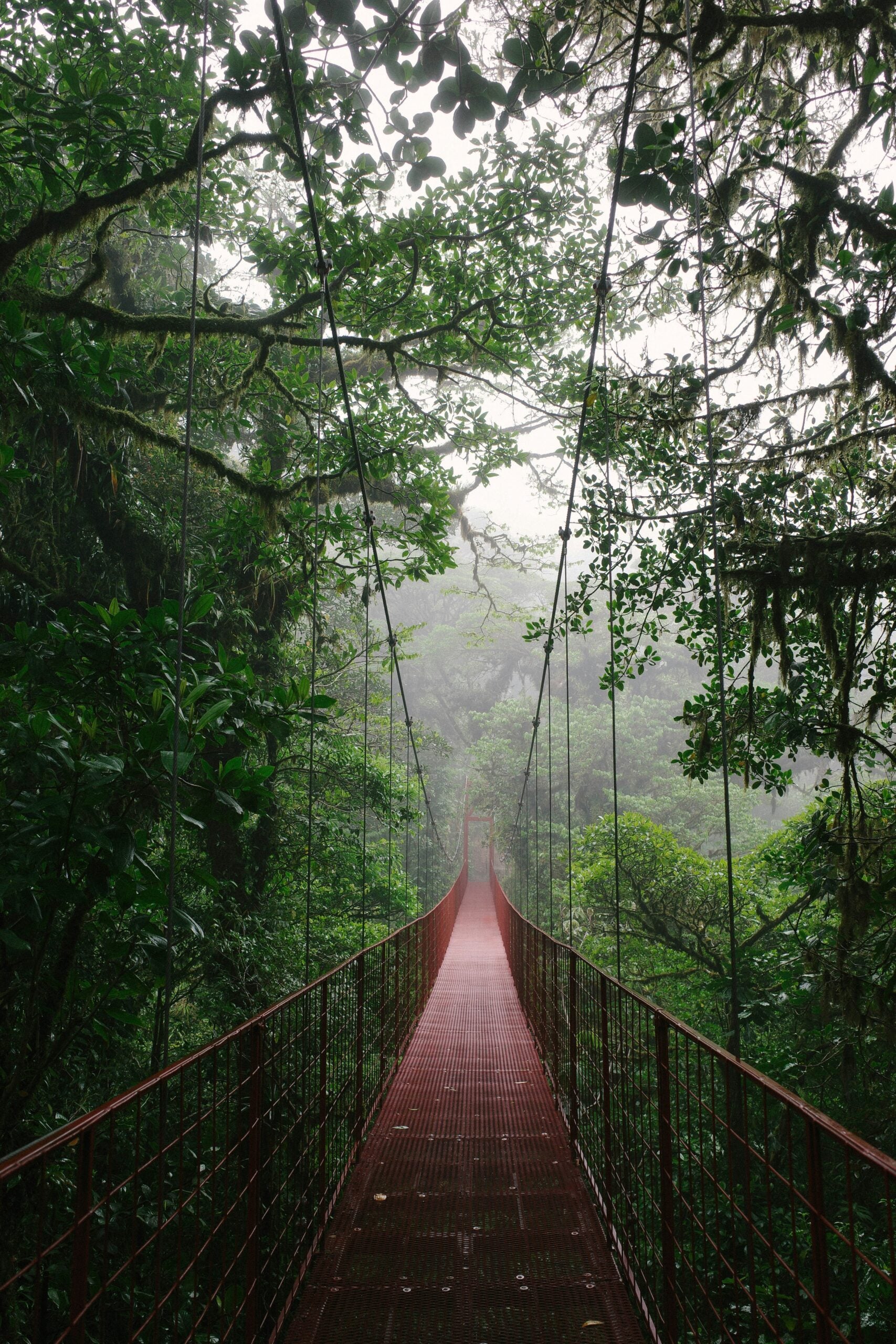 Rainforest bridge in the mist